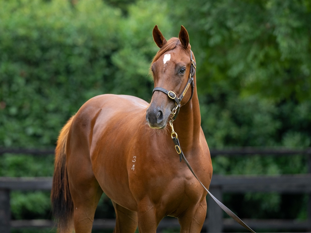 Sejardan (AUS) / Sadente (AUS) 2024 Filly - Image 2