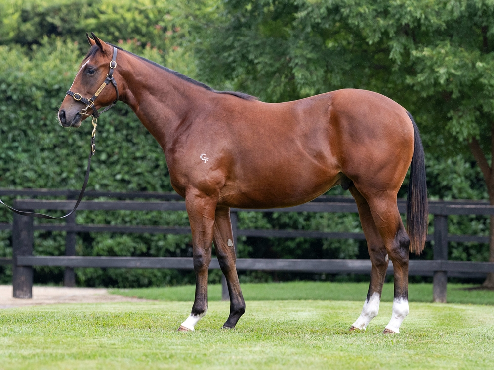 Blue Point (IRE) / Segosha (AUS) 2024 Colt - Image 1