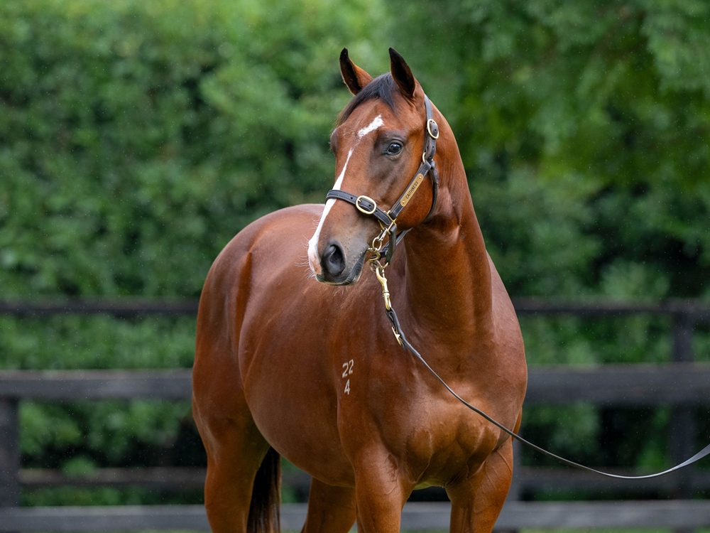 Blue Point (IRE) / Segosha (AUS) 2024 Colt - Image 2