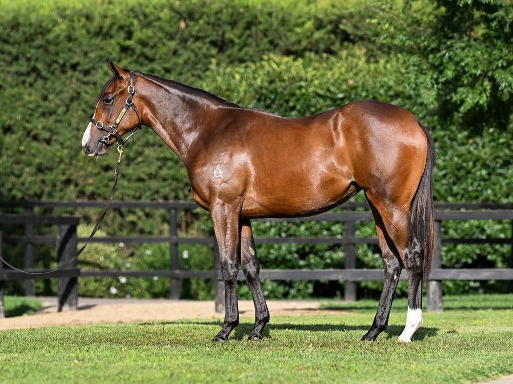 Sejardan (AUS) / Snitzel's Moon (AUS) 2024 Filly - Image 1