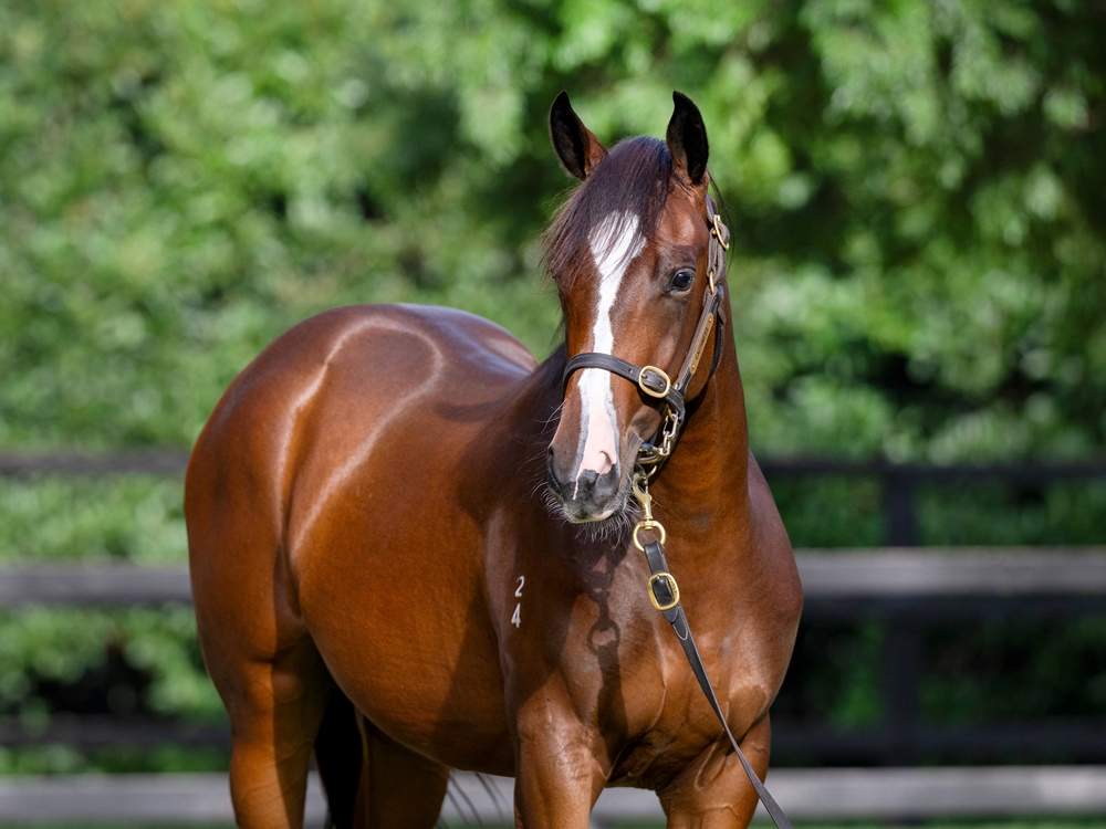 Sejardan (AUS) / Snitzel's Moon (AUS) 2024 Filly - Image 2