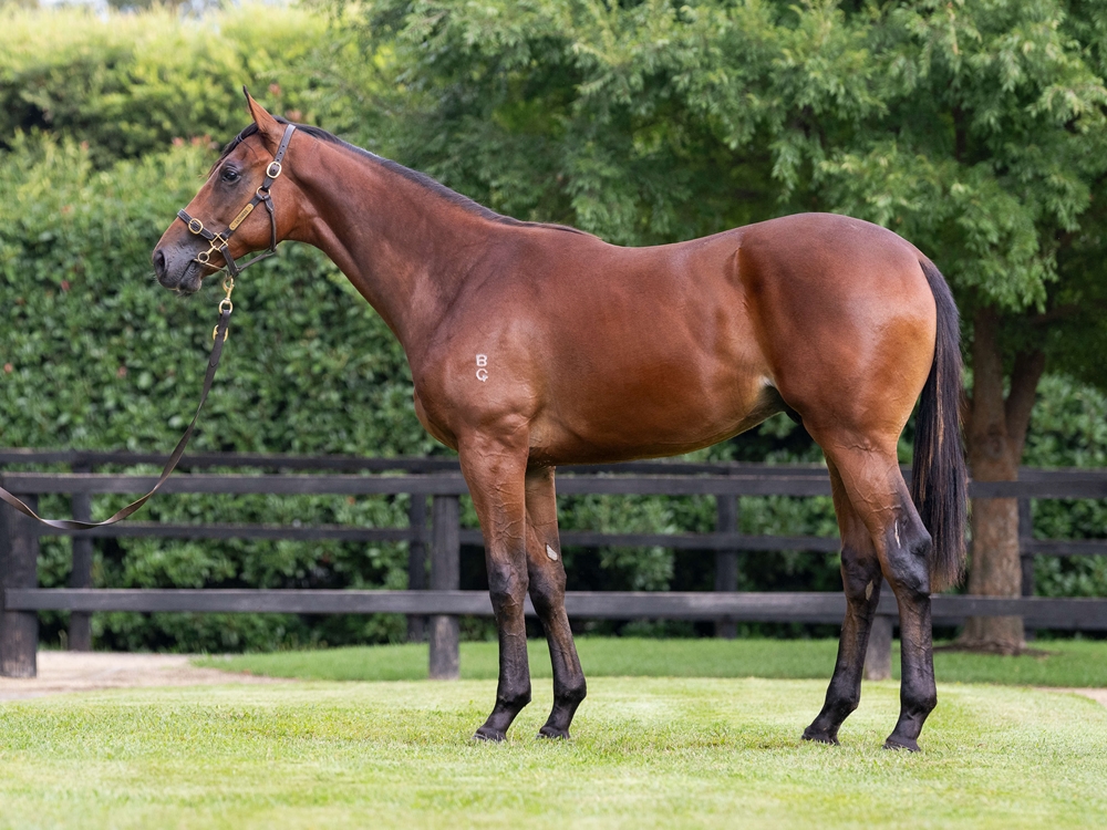 Grunt (NZ) / Touch a Cloud (AUS) 2024 Colt - Image 1