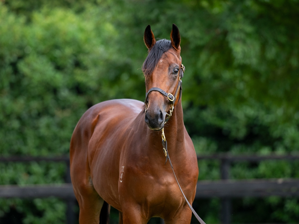 Grunt (NZ) / Touch a Cloud (AUS) 2024 Colt - Image 2