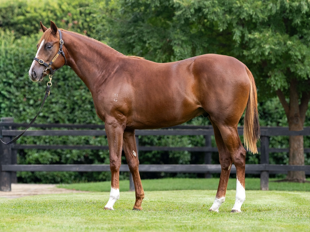 Russian Revolution (AUS) / Zebreez (AUS) 2024 Colt - Image 1