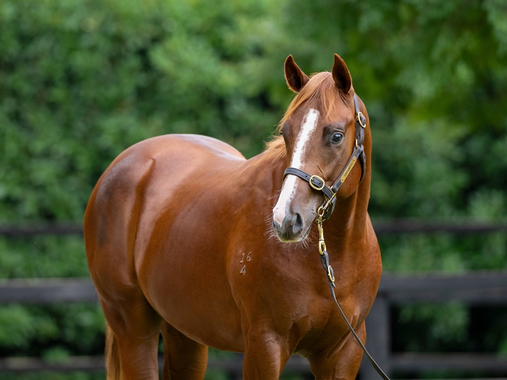 Russian Revolution (AUS) / Zebreez (AUS) 2024 Colt - Image 2