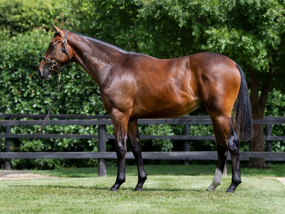 Sejardan (AUS) / Avago Ava (AUS) 2024 Colt - Image 1