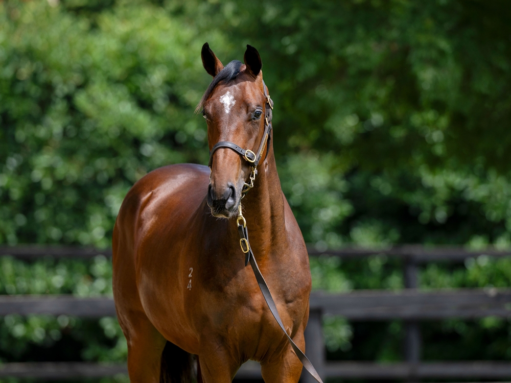 Sejardan (AUS) / Avago Ava (AUS) 2024 Colt - Image 2