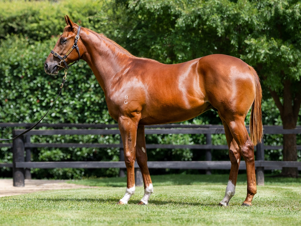 Jacquinot (AUS) / Behaviourism (AUS) 2024 Colt - Image 1