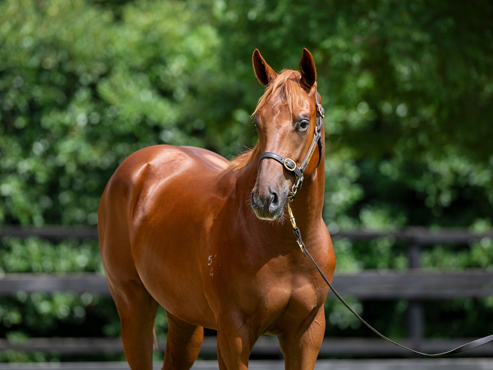 Jacquinot (AUS) / Behaviourism (AUS) 2024 Colt - Image 2