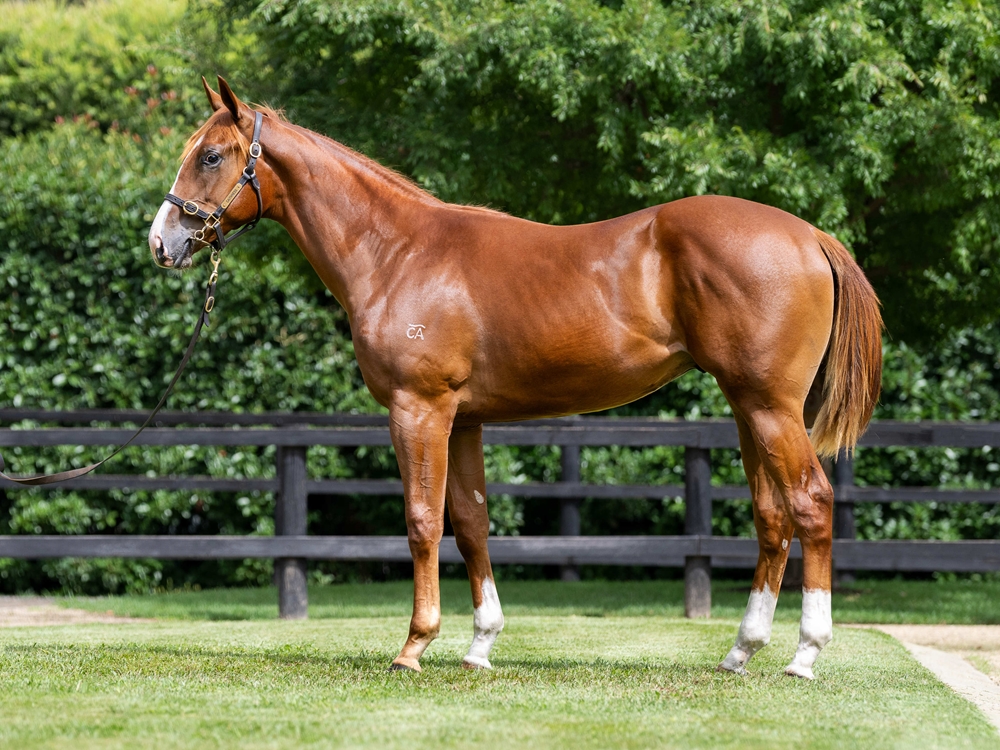 Star Turn (AUS) / Critical Reaction (AUS) 2024 Colt - Image 1