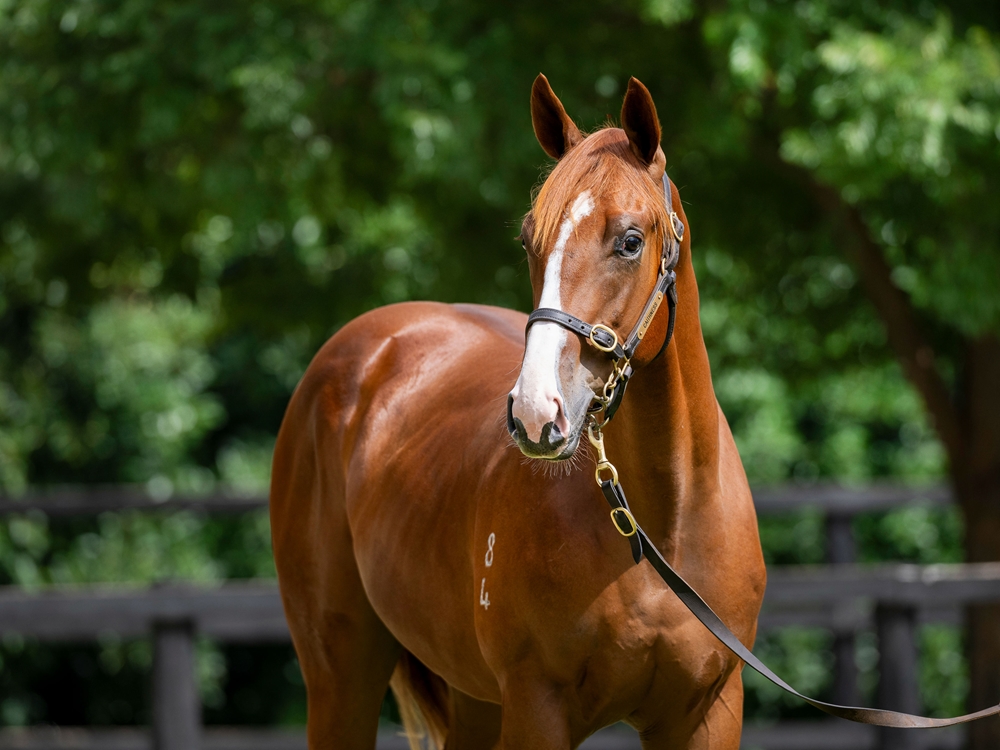 Star Turn (AUS) / Critical Reaction (AUS) 2024 Colt - Image 2