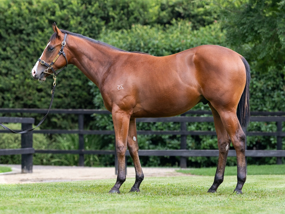 Hellbent (AUS) / Earp (AUS) 2024 Colt - Image 1