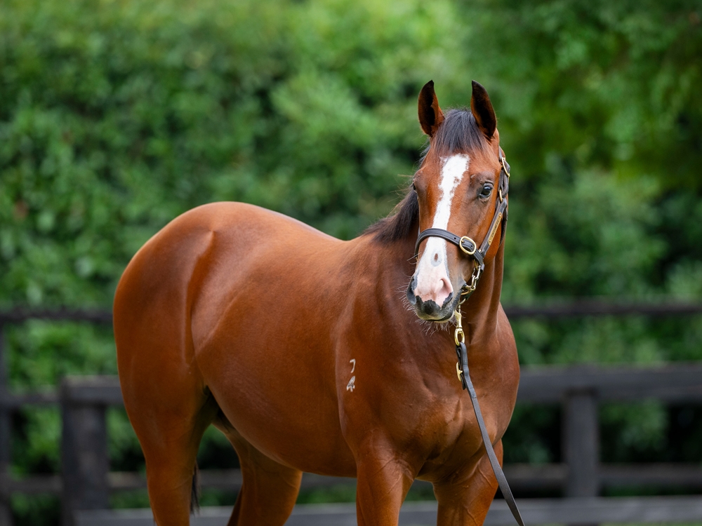 Hellbent (AUS) / Earp (AUS) 2024 Colt - Image 2