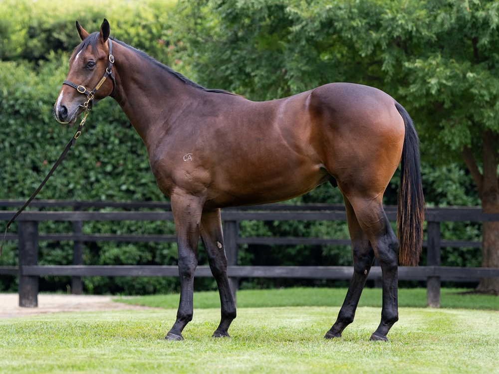 Sejardan (AUS) / Express Street (AUS) 2024 Colt - Image 1