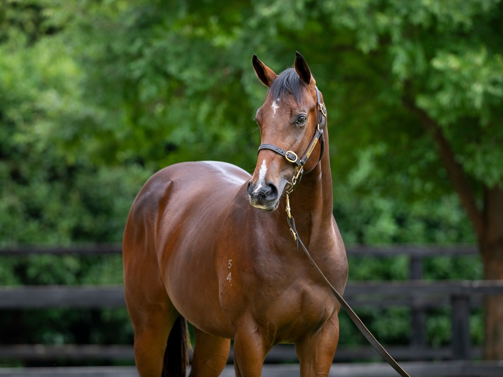 Sejardan (AUS) / Express Street (AUS) 2024 Colt - Image 2