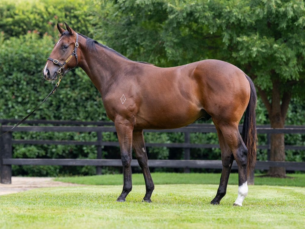 Brazen Beau (AUS) / Katella Bubbles (AUS) 2024 Colt - Image 1