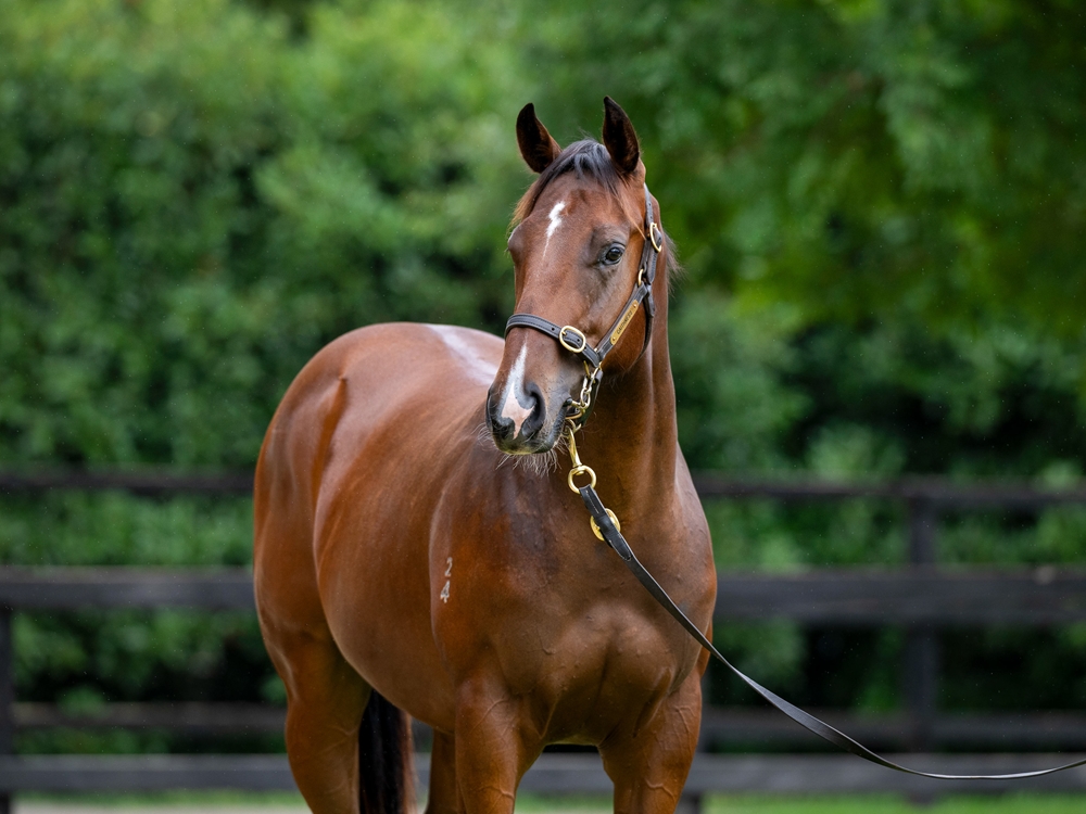 Brazen Beau (AUS) / Katella Bubbles (AUS) 2024 Colt - Image 2