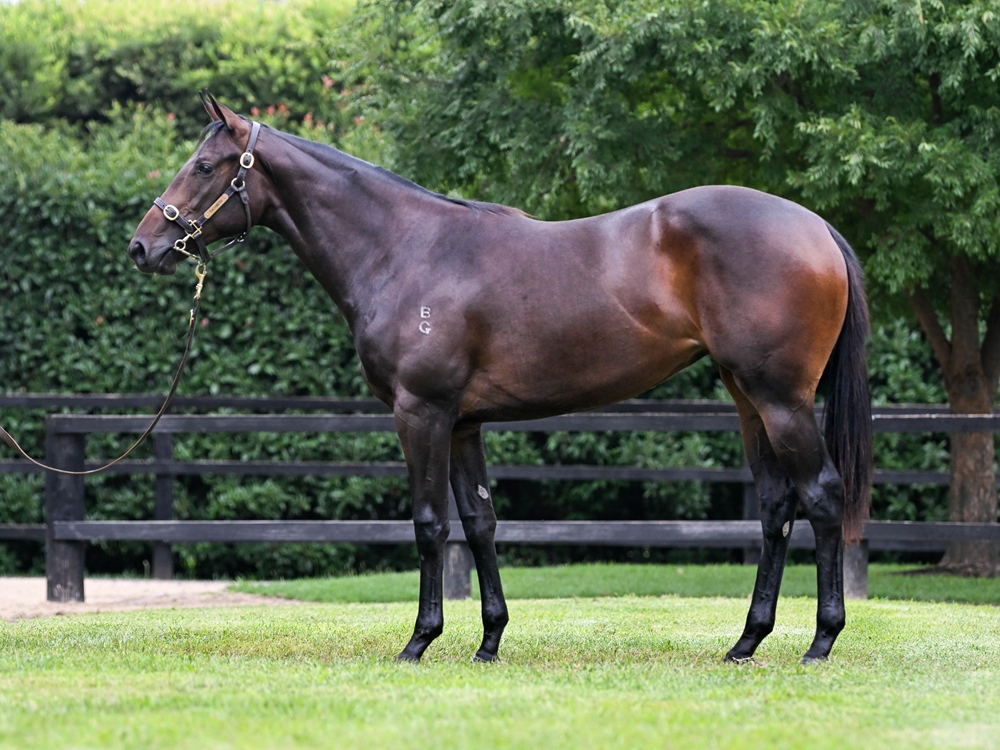 Grunt (NZ) / Margaret's Banter (AUS) 2024 Filly - Image 1