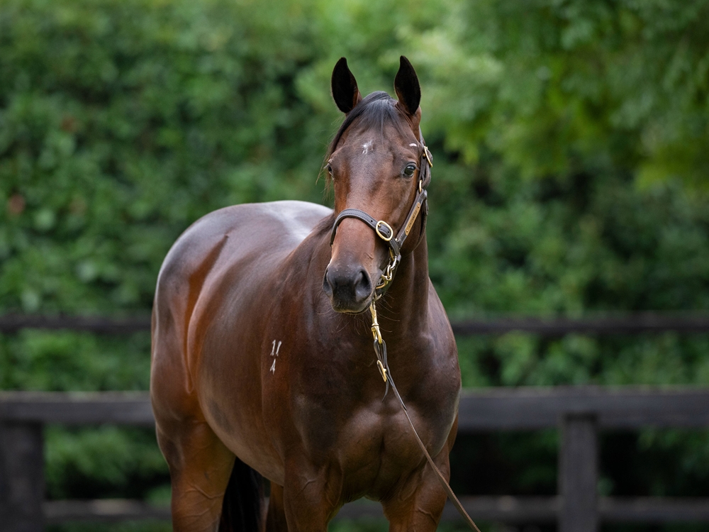 Grunt (NZ) / Margaret's Banter (AUS) 2024 Filly - Image 2