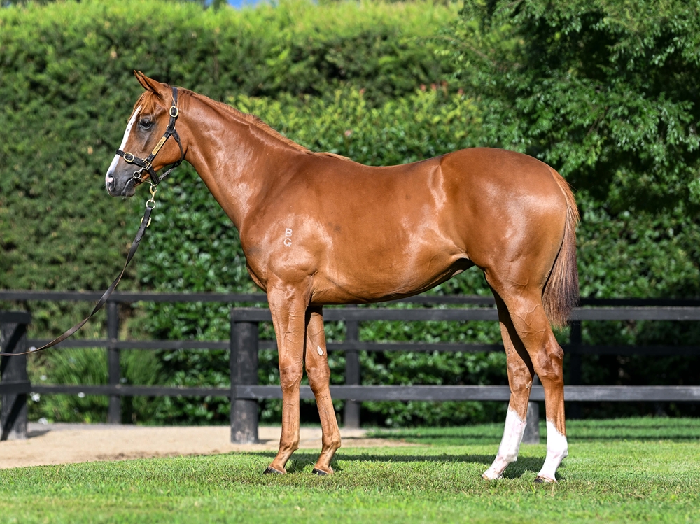 Sejardan (AUS) / Miss Stralia (AUS) 2024 Filly - Image 1