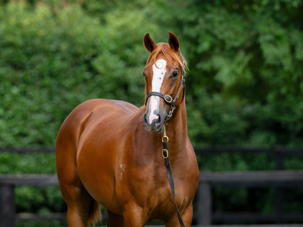 Sejardan (AUS) / Miss Stralia (AUS) 2024 Filly - Image 2