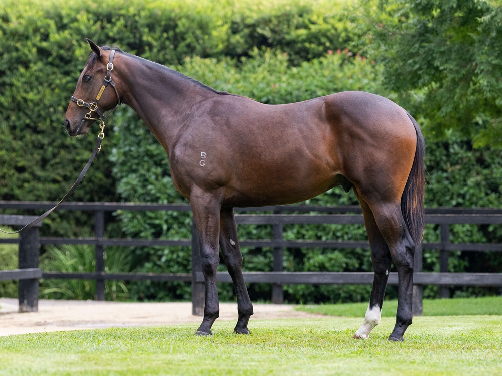 Sejardan (AUS) / Need New Friends (AUS) 2024 Colt - Image 1