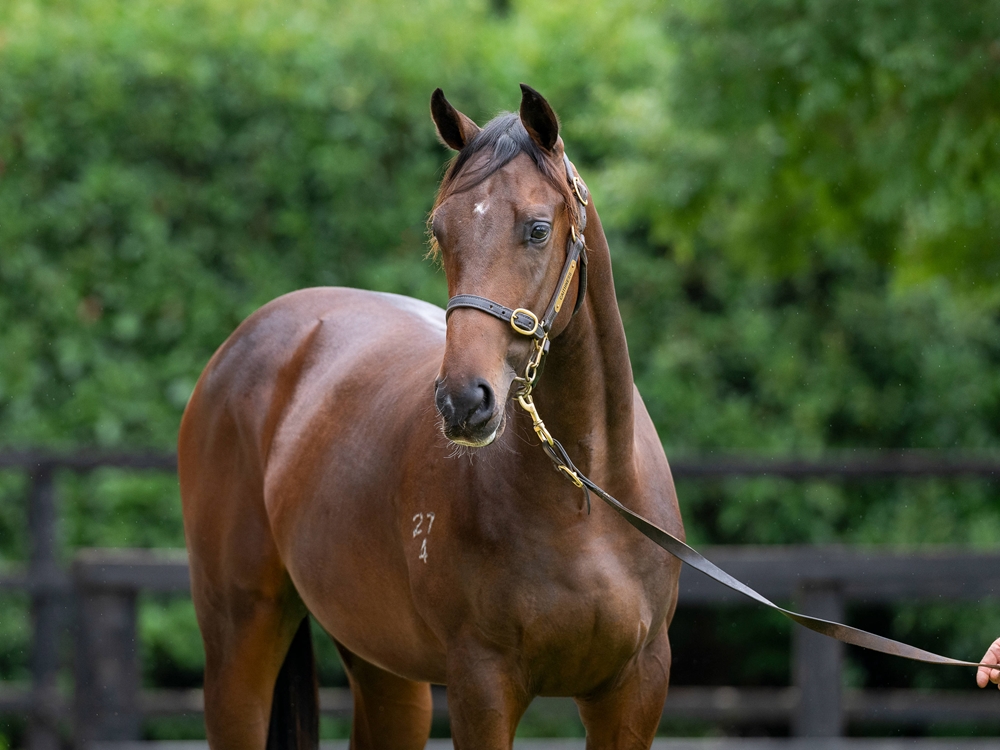 Sejardan (AUS) / Need New Friends (AUS) 2024 Colt - Image 2