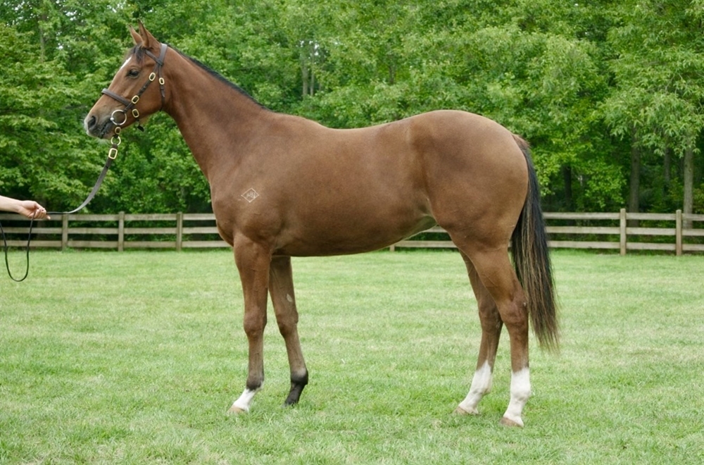 I Am Immortal (AUS) / Ashima (AUS) 2024 Filly - Image 1