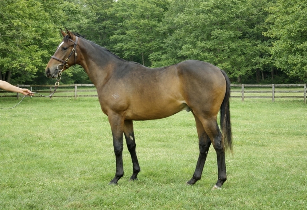 Hitotsu (AUS) / Crumble (NZ) 2024 Colt - Image 1