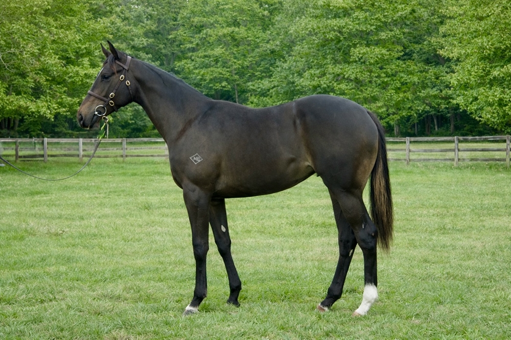 Wild Ruler (AUS) / Involving (AUS) 2024 Filly - Image 1