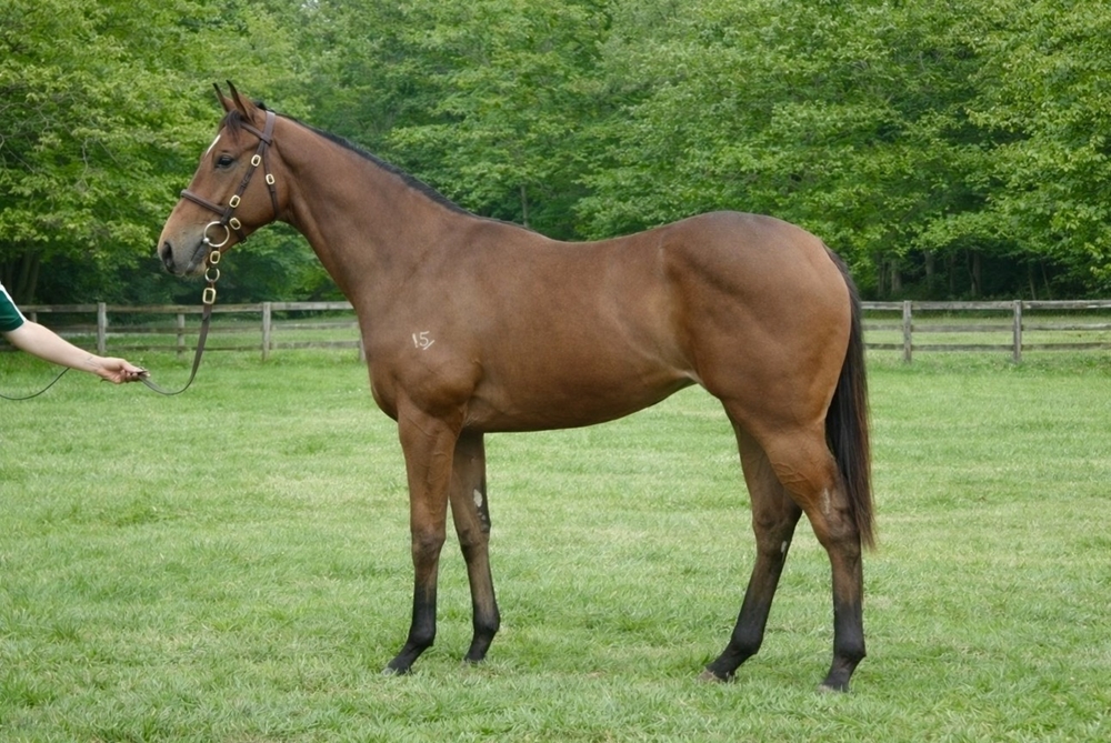 Pierata (AUS) / Mezzin (AUS) 2024 Filly - Image 1