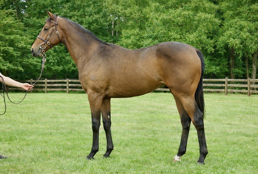 Extreme Warrior (AUS) / Costanera (AUS) 2024 Colt - Image 1