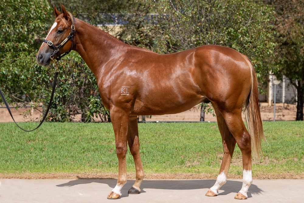 Finance Tycoon (AUS) / Trupt (AUS) 2024 Colt - Image 1