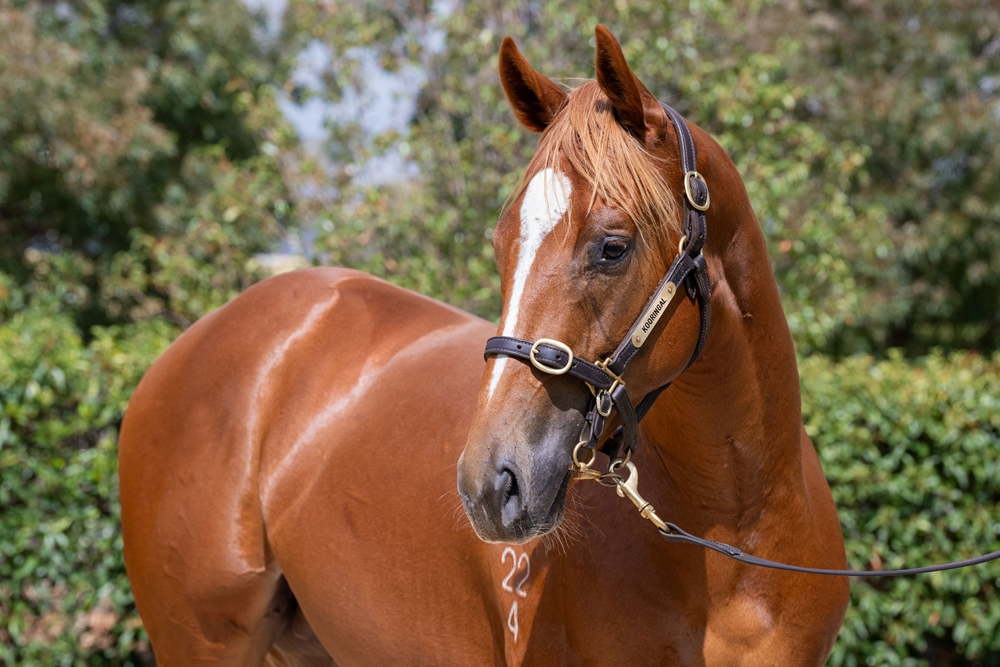 Finance Tycoon (AUS) / Trupt (AUS) 2024 Colt - Image 2