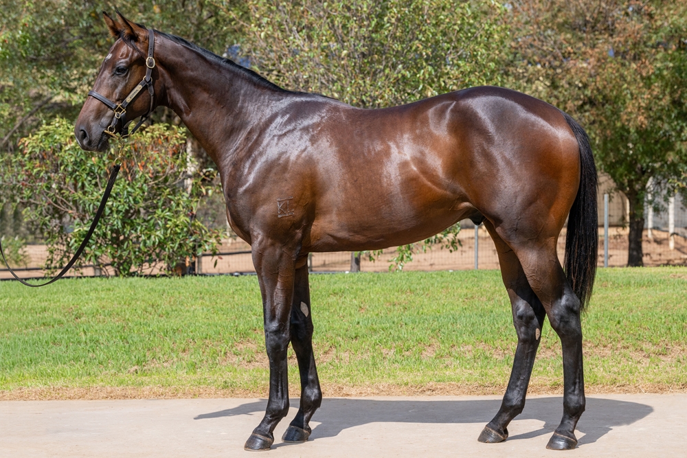 Finance Tycoon (AUS) / Underwood (AUS) 2024 Colt - Image 1