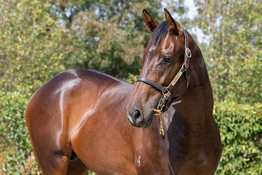 Finance Tycoon (AUS) / Underwood (AUS) 2024 Colt - Image 2