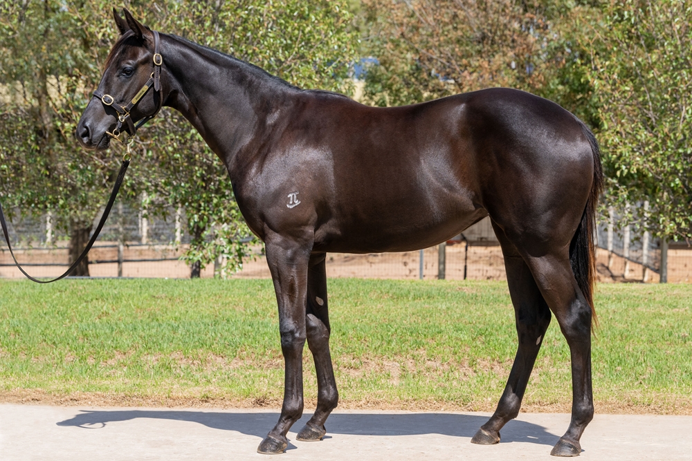 Finance Tycoon (AUS) / Calzini (AUS) 2024 Filly - Image 1