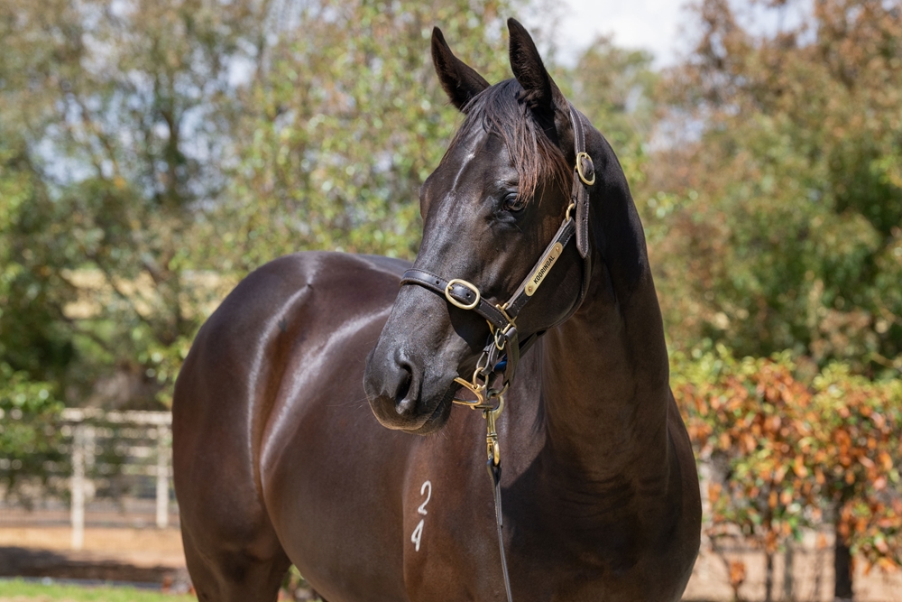 Finance Tycoon (AUS) / Calzini (AUS) 2024 Filly - Image 2