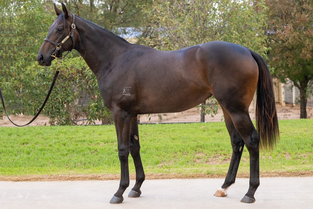 Finance Tycoon (AUS) / Embecee Lil (AUS) 2024 Filly - Image 1