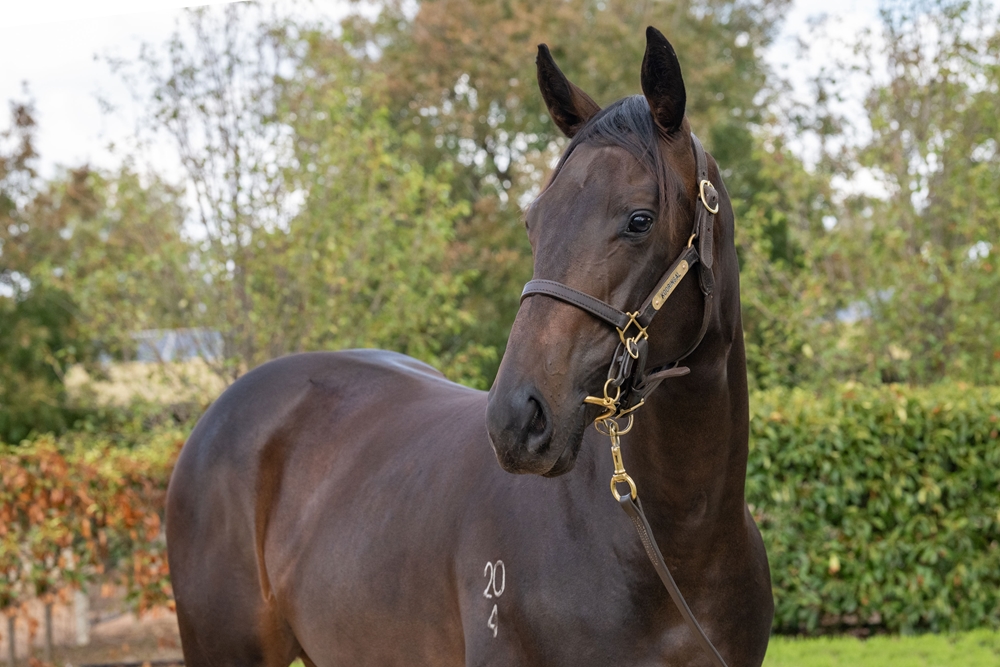 Finance Tycoon (AUS) / Embecee Lil (AUS) 2024 Filly - Image 2