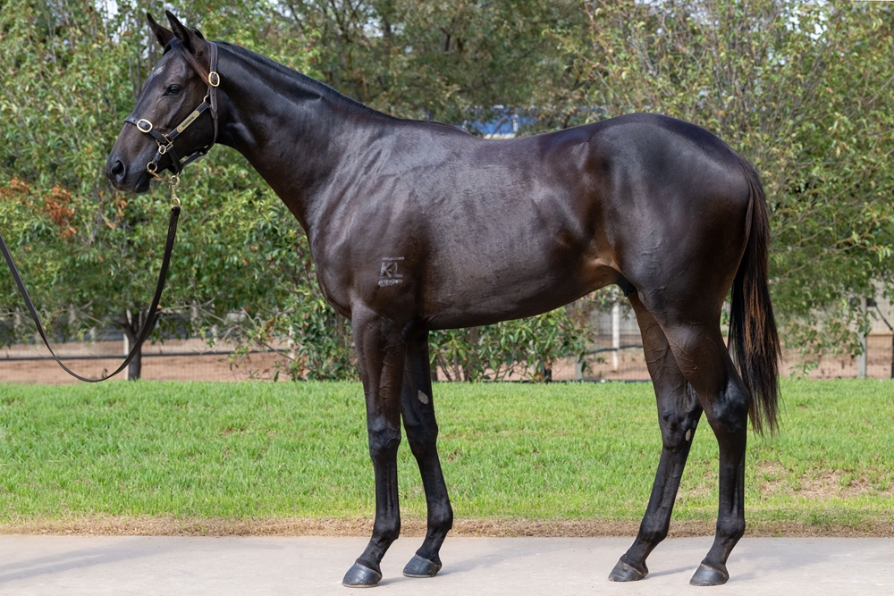 Daumier (AUS) / Flaurice (AUS) 2024 Colt - Image 1