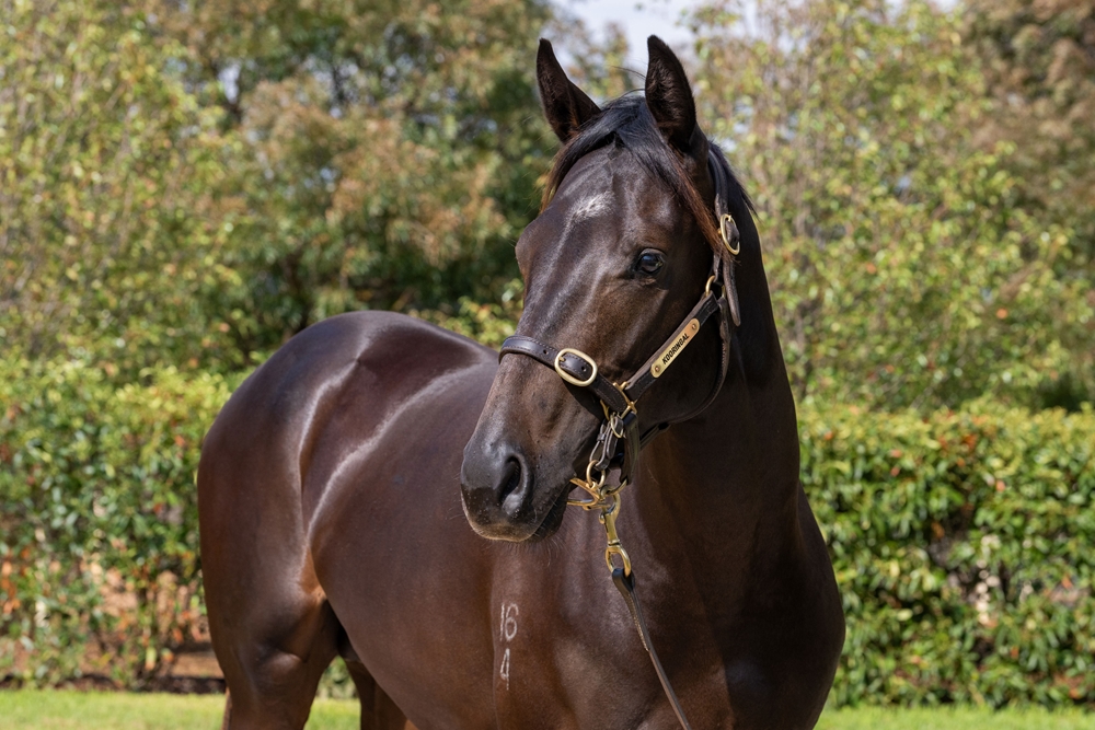 Daumier (AUS) / Flaurice (AUS) 2024 Colt - Image 2