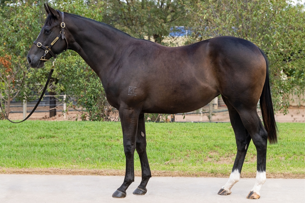Sandbar (AUS) / Lady Day (AUS) 2024 Filly - Image 1