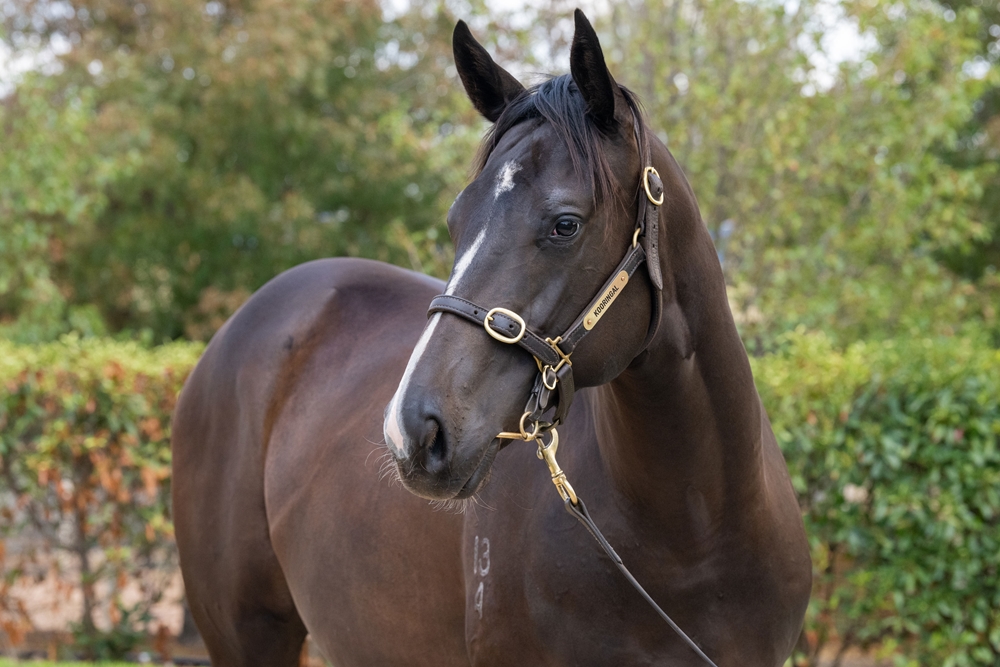 Sandbar (AUS) / Lady Day (AUS) 2024 Filly - Image 2