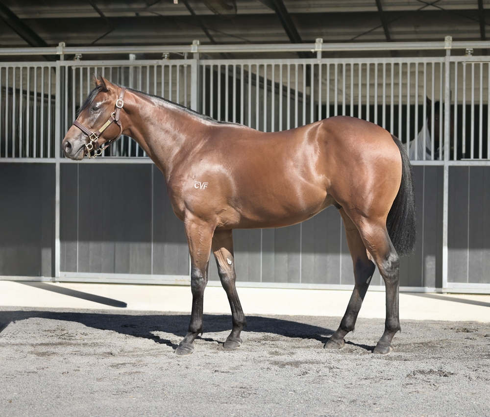 King's Legacy (AUS) / Greetie (AUS) 2024 Colt - Image 1