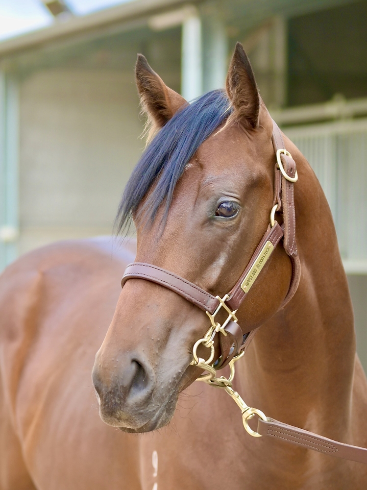 King's Legacy (AUS) / Greetie (AUS) 2024 Colt - Image 2