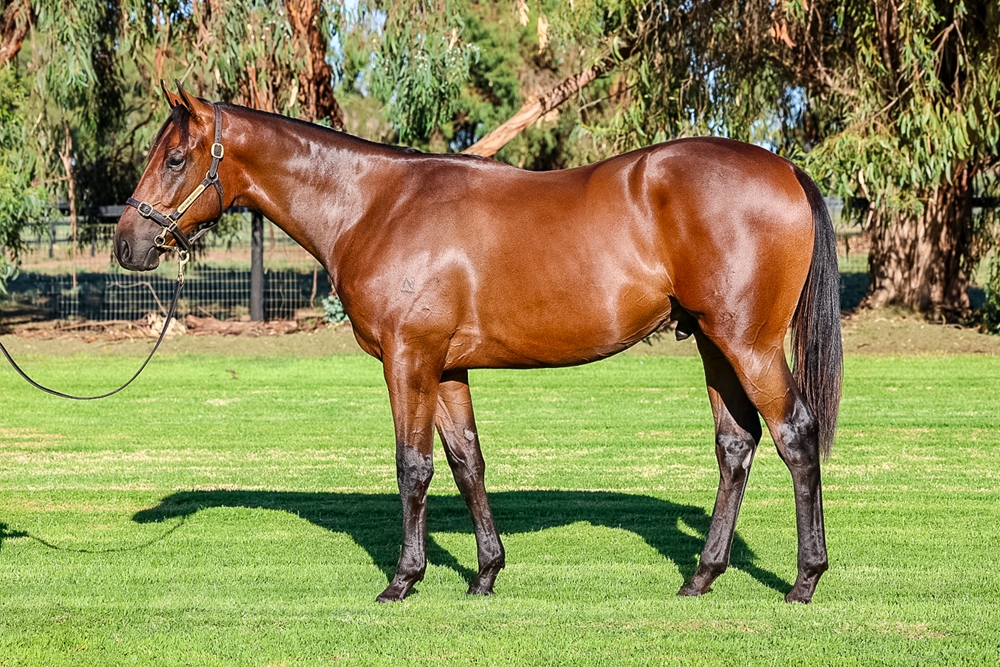 Farnan (AUS) / Caesar's Princess (AUS) 2024 Colt - Image 1