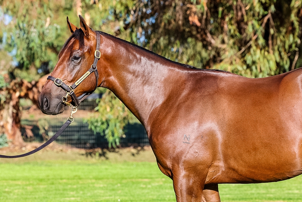 Farnan (AUS) / Caesar's Princess (AUS) 2024 Colt - Image 2