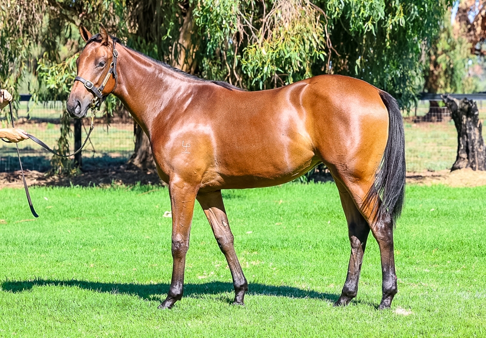 Fierce Impact (JPN) / Ideel Rose (AUS) 2024 Filly - Image 1