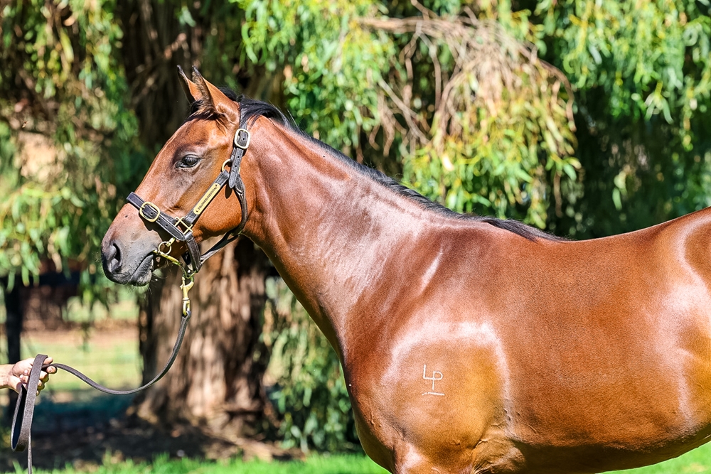 Fierce Impact (JPN) / Ideel Rose (AUS) 2024 Filly - Image 2